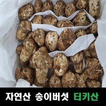 송이버섯 자연산 냉동송이버섯 터키산, 등급랜덤, 등급랜덤 1kg
