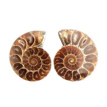 1쌍 하프컷 천연 암모나이트 쉘 쥬라기 화석 표본 마다가스카르 3~4cm