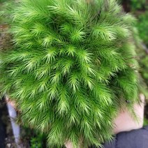 너구리꼬리이끼(50촉내외)제주/테라리움 비바리움 팔루다리움 DIY재료, 1개