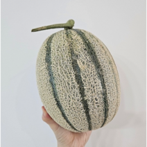 고당도 칸탈로프 멜론 4kg~9kg 칸달로프 메론 제철 노을 하미과 허니듀 제철과일 과일선물 추석선물 과일선물세트, 6~7KG(3~4수)
