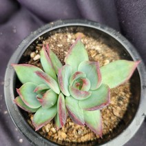 [메카다육]84-0906 카시오적금 군생(다육금) 화분포함 다육식물 선인장 다육금 다육철화 두들레야 아프리카식물 코노피튬 하월시아 수입다육이 국민이