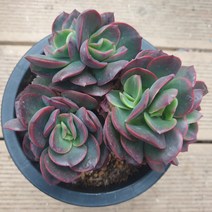 [수암다육] 줄리아나 랜덤발송 Echeveria 'Juliana' 다육 다육이 다육식물 488