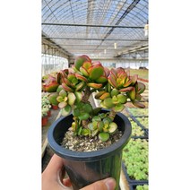 [신화다육농장] 이쁜 돈나무 염좌