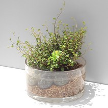 원형 유리 수경재배 DIY 실내공기정화식물 인테리어 화분, 원형 유리 수반 DIY, 트리안