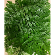 국내산 최상품 노무라 생잎 1단 루모라 생노무라 고사리 데코 식용 허브 카페 재료, 1개