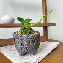 풍란 풍난 미니난 꽃피는난 돌화분세트