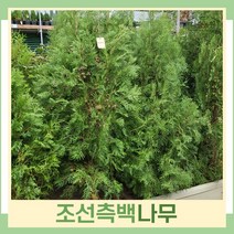 측백나무 묘목 조선측백 1.2m(분) 1개