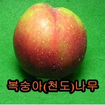 복숭아 나무(천도) 접목1년특묘 나무 묘목 과실수 과일나무