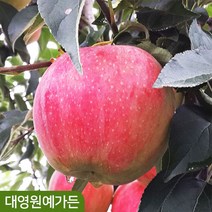 사과나무 R3 결실주 루비에스 미얀마사과, 미니사과(루비에스) R3 흙분, 1개