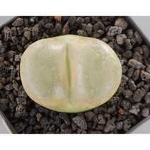 마우가니(대형)-57