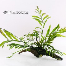 미미네플랜츠 볼비티스 10벌브, 단품
