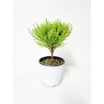 핫도그율마외목대 소품 향기나무 율마 외목대 피톤치드 [박씨농원]