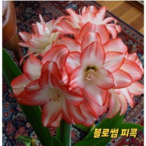 아마릴리스 구근(블라썸피콕)대형구근