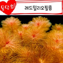 [물멍초] 오렌지 빛의 매력적인 수초 레드밀리오필름 10촉