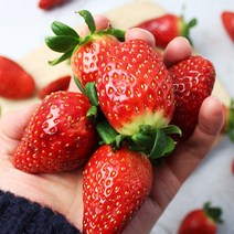 담양 설향딸기 생딸기 1kg 500g 왕딸기, 500g(특대과)