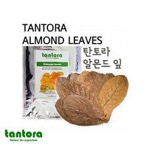 탄토라 알몬드잎 M 10장 베타 새우 CRS한강수족관 한강아쿠아 탄토라 Tantora 알몬드잎 아몬드잎 베타 알몬드잎 베타 어항 베타 물생활 CRS 알몬드잎 새우 알몬드잎, 본상품