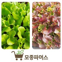 상추모종 40개 (꽃상추20개+청상추20개) 반반세트 [모종파머스]