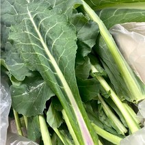 국내산 녹즙용 주스용 케일 1kg 즙용 케일주스 유기농케일 케일즙 케일즙용 즙용케일 kale, 즙/주스용 케일 1kg, 1개
