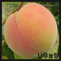 (나무농장) 복숭아나무 중생황도 접목1년 묘목, 1개