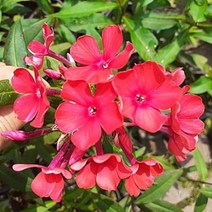 산내들농장 프록스(블랙레드), 1개