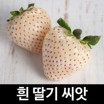 스노우벨 딸기 씨앗 화이트 흰색 과일 종자 씨 100알, 1개