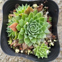 삼색비 바위솔<월동가능> 랜덤 – 풀꽃다육” class=”wr-img”></a></div></div></div></div><div class=