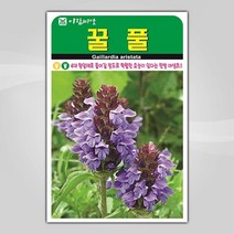 슬로시 꽃 씨앗 모음 꽃씨 허브 허브씨, 꿀풀1000립(아람)
