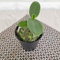 대엽 풍란 소형란 키우기 고급동양란, 상품선택, 1개