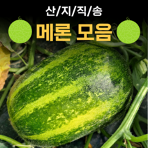 산지직송 파파야 메론 멜론 개구리 참외 양구 백자 설향메론 2kg 5kg 10kg, 5.머스크_메론5kg