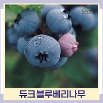 블루베리나무 묘목 듀크 4년생 결실주 포트묘 1개