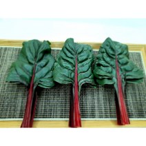 [특급] 싱싱한 적근대 500g 1kg, 적근대500g, 1개