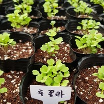 [모종모종] 루꼴라 모종(큰컵6촉 이상씩)(이태리 시금치)향신료