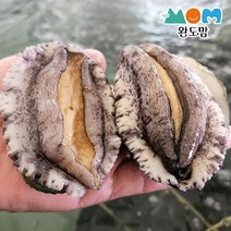 완도 살아서 도착하는 전복 1kg 횟감용 몸보신용 특대전복 실속전복 + 세척솔 증정, 1개, 8-9미1kg