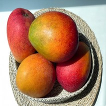 제주애플망고 제주 망고 Jeju mango, 1, 중품(가정용)