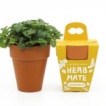 식물키우기 허브메이트 4종 화분형 라벤더 로즈마리 오레가노 레몬밤