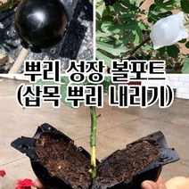 뿌리삽목 식물 뿌리 화분 볼포트 삽목용화분 가드닝 망포트 육묘, L 12cm 블랙