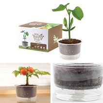 텃밭화분 자동물공급 삼투압화분 강낭콩씨앗 흙 세트_[230405EA], 본상품선택