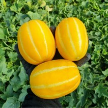 산지직송 성주참외 가정용참외 선물용참외 꼬마참외 2kg 3kg 5kg, 성주참외 가정용 중과 2.5kg