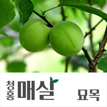 [경민농원]왕매실묘목(모음) 청매 홍매 남고 설중매