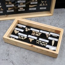 상어 이빨 화석세트R RTS