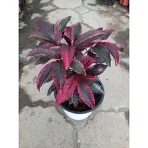 칼라만냥금/홍공작/중품