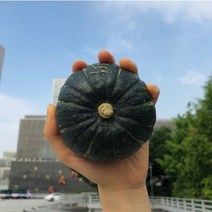 [단호박네] 국내산 보우짱 미니밤호박, 미니밤호박 1.5kg