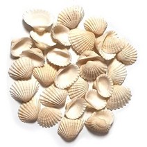 조개껍질 ( 500g ) 조개껍데기 16가지종류 단품 혼합 천연 자연, 조개껍질 2