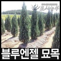 블루엔젤 키 60~70cm포트 묘목 나무 원예 식물