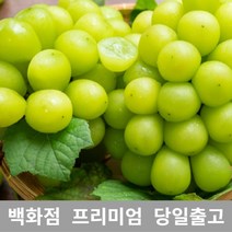 도봉물산특가_[국내산] 샤인머스켓 1kg 샤인머스켓묘목 과일선물세트 샤인, 1, 본상품선택