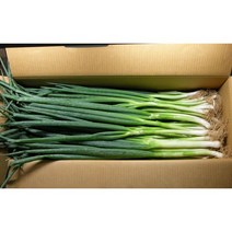 대파 1kg 이강산닷컴
