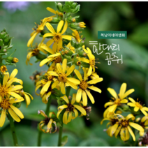 넘취 [3포트] 한대리 곰취 (복남이네야생화 봄 여름 야생화 모종 식용 허브 옐로우 한라산곰취 liguraria)