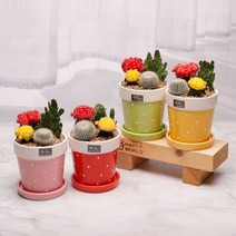 가꾸지오 공기정화식물 먼지제거 미니화분 미니다육 선인장 토피어리 토분, 모듬선인장(대)-핑크