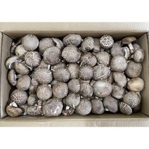 수입표고 L 4kg, 1개