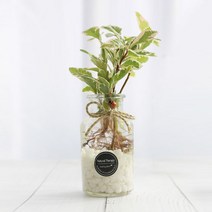 그린테라피 수경재배 식물 유리병 실내 공기정화식물 수경식물키우기 DIYSET, 무늬 산호수+직선